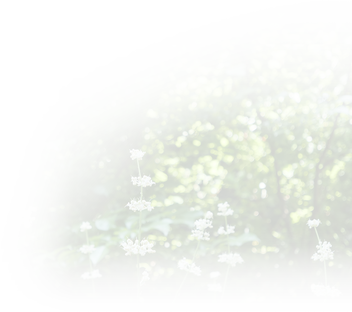 森の中 花 複数